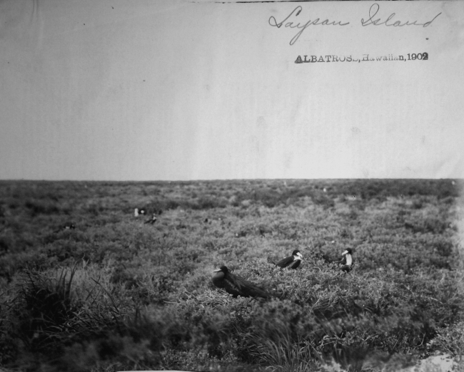 Albatross, HI, 1902, Laysan Island