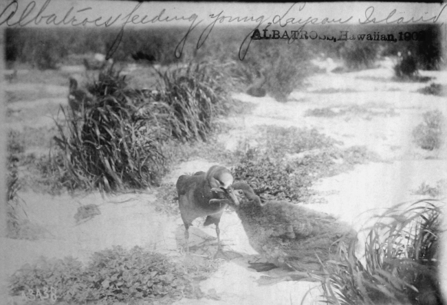 Albatross, HI, 1902, albatross feeding young, Laysan Island