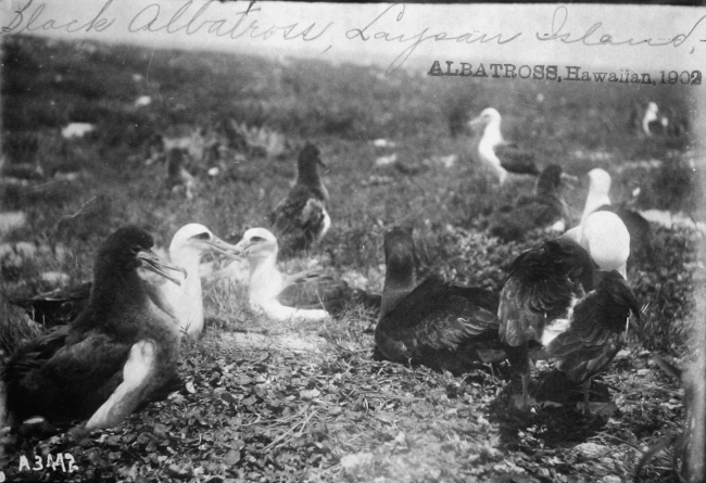 Albatross, HI, 1902, black albatross, Laysan Island