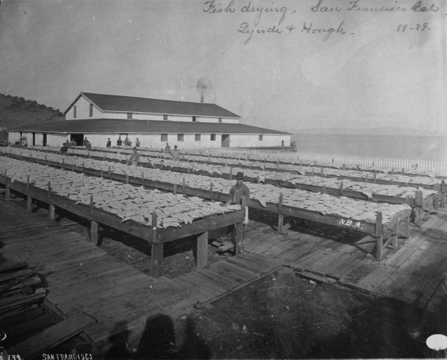 Fish drying, San Francisco, CA, Lynde & Hough, 1888-89