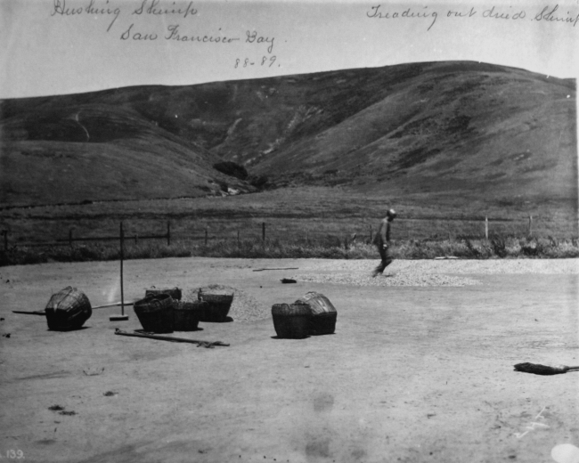 Husking shrimp, treading out dried shrimp, San Francisco Bay, CA, 1888-89