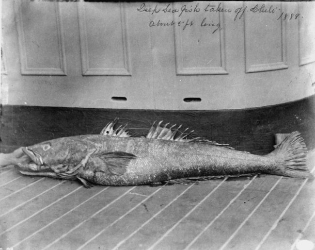 Deep sea fish taken off Chile, about 5 ft long, 1888