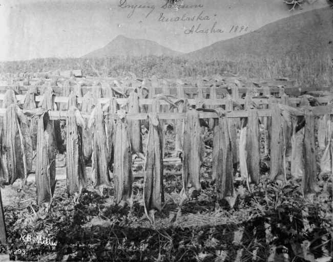 Drying salmon, Unalaska, AK, 1890