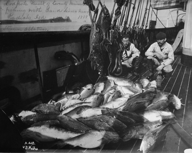 Codfish result of twenty minutes of fishing with hand lines nearKodiak Island, AK, 1888, steamer Albatross