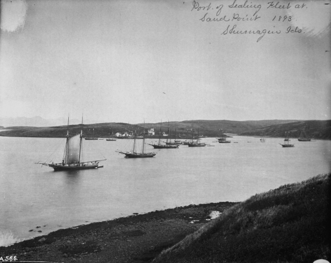 Port of sealing fleet at Sand Point, Shumagin Islands, AK, 1893