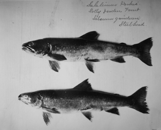 Dolly Varden trout (Salvelinus malma Walbaum), steelhead (Oncorhynchus mykiss)