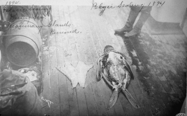 Pelagic sealing, Bering Sea, mammary glands, 1894