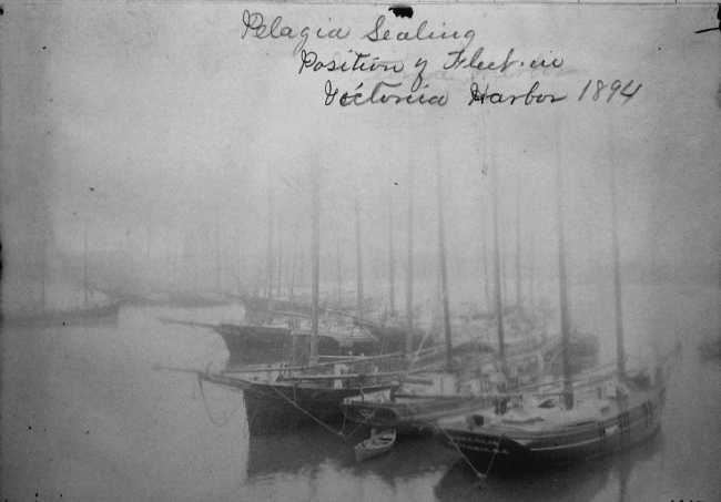 Pelagic sealing, position of fleet in Victoria Harbor, BC, 1894