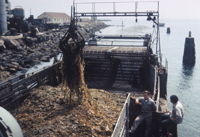 Unloading kelp, a seaweed, from harvesting vessel, Port Hueneme, Calif