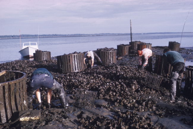 Picking Pacific oysters by hand at low tide
