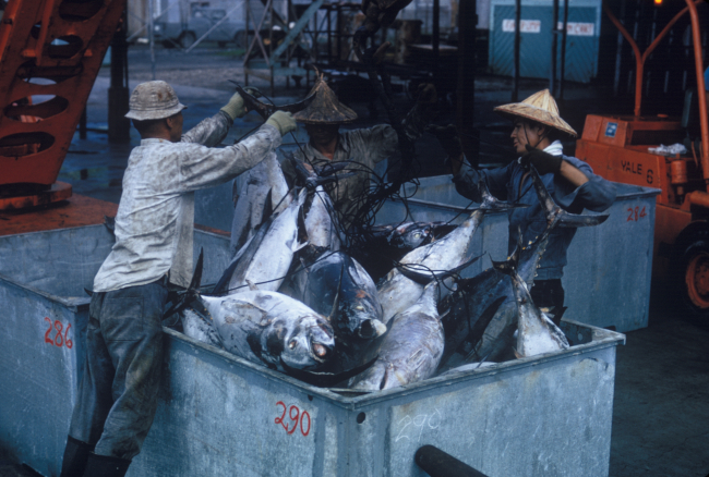 Taiwanese fishermen unload albacore from a tuna longliner at an Americancannery in Pago Pago