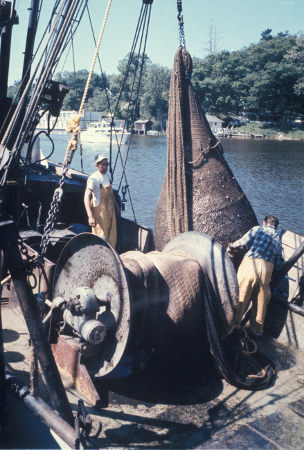 Bringing bag of alewives aboard a commercial trawler 