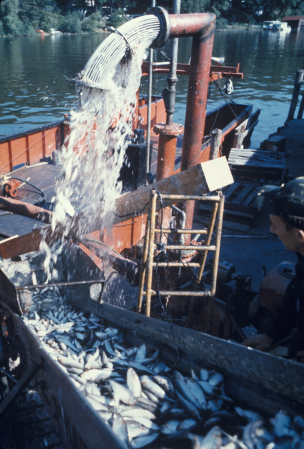 Pumping alewives from the hold of a Lake Michigan trawler