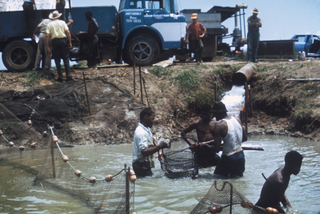 Harvesting channel catfish that have been raised in an artificial pond