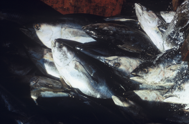Yellowfin tuna being thawed in water