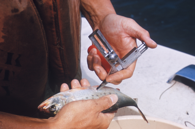 Injecting metal tag into a menhaden
