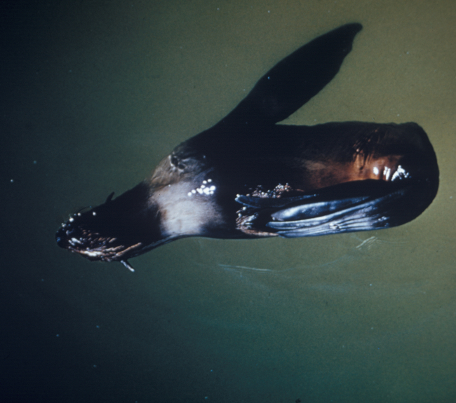 Northern fur seal floating, asleep, with back flippers folded over on left front flipper