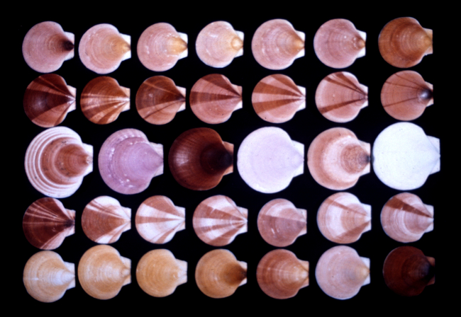 The sea scallop - an inhabitant of waters off the Atlantic coast - is a striking example of genetic variation in nature