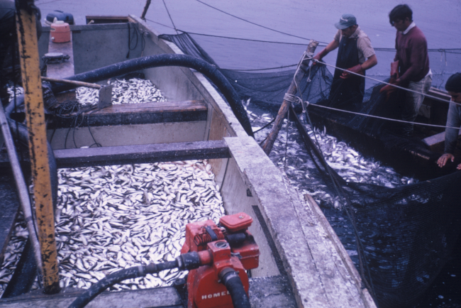 Pumping alewives from a poundnet in Milwaukee Harbor