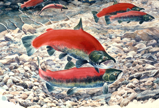 Sockeye (red) salmon spawning in an Alaska stream