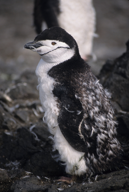 A molting chinstrap penguin