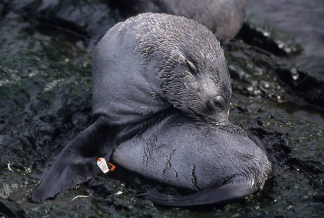 An Antarctic fur seal pup sporting a flipper tag