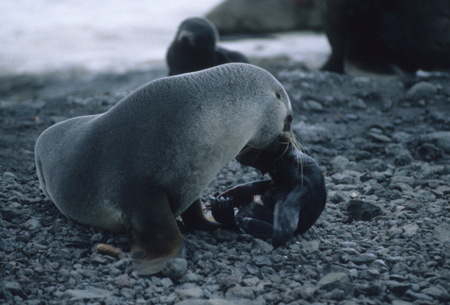 A fur seal mother cleaning her newborn pup