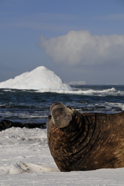 A southern elephant seal bull, at home among the icebergs