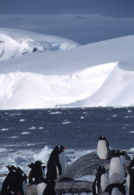 A group of gentoo penguins gather along an icy shoreline
