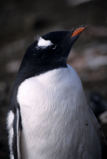 Close up of a freshly molted gentoo penguin