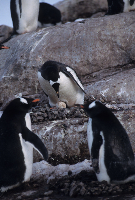 A gentoo penguin warming its egg