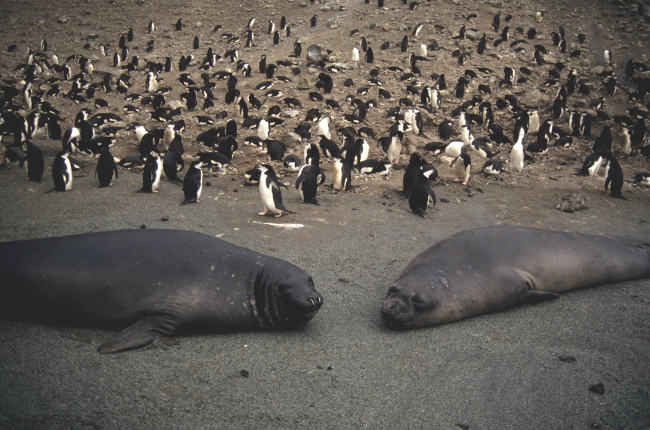 Female elephant seals at a chinstrap penguin colony