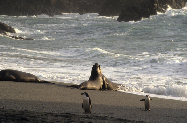 Southern elephant seals sparring at Seal Island, with chinstrap penguins looking on