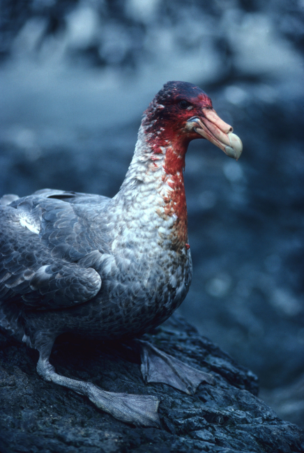 A southern giant petrel rests after scavenging on carrion