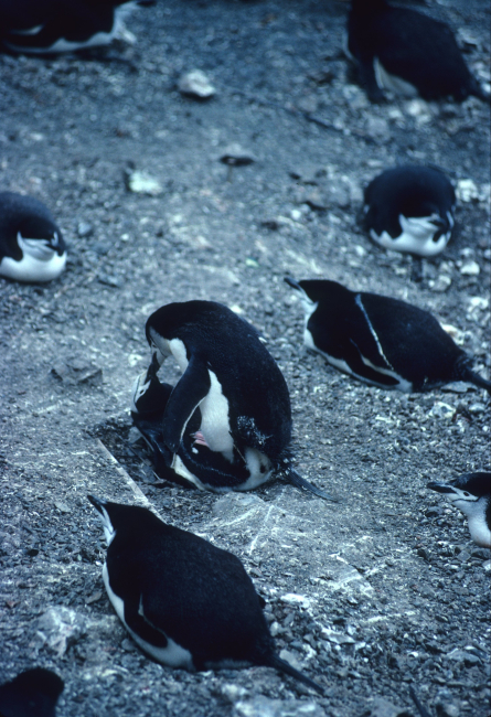 Chinstrap penguins copulating at a rookery