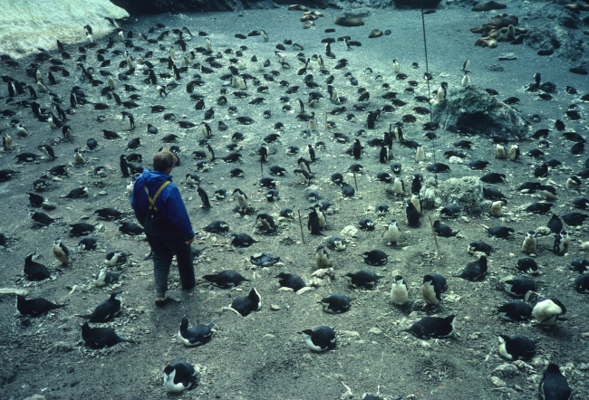 A biologist inspects a chinstrap penguin rookery