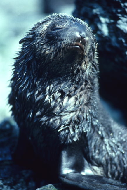 A fur seal pup after swimming
