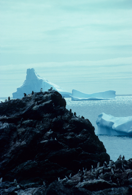 Icebergs offshore of a chinstrap penguin colony