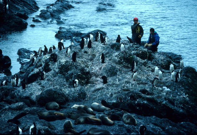 Penguins and seals share coastal real estate, while researchers observe
