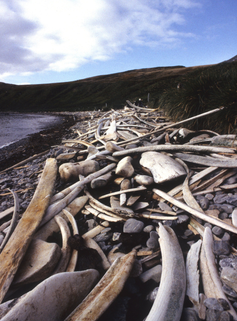 Whalebone debris on the shorelines of the South Shetland Islands testifyto their former use as whaling stations