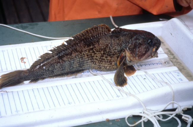 A black rockcod caught in a research trawl