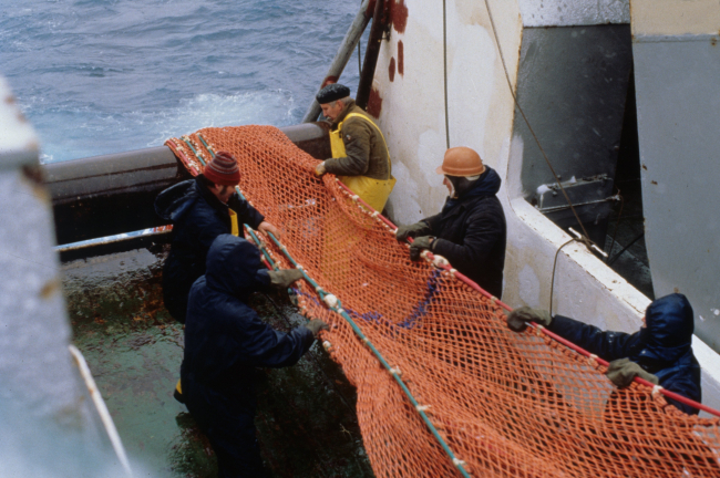 A team of AMLR scientists and Russian crew pull in trawling nets during the1997 demersal fish survey aboard the R/V YUZHMORGEOLOGIYA