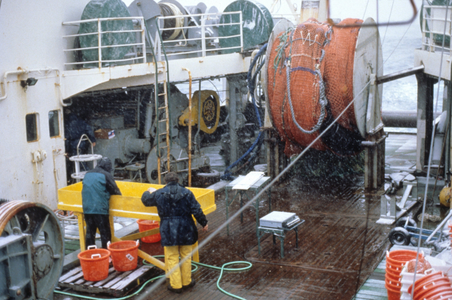 AMLR scientists work diligently through inclement weather at the catchsorting station on the stern of the R/V YUZHMORGEOLOGIYA