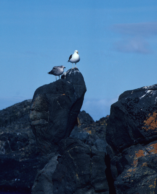 A kelp gull with a nearly full-grown chick perch atop rocks covered in redand black lichens