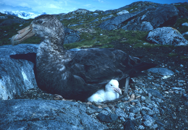 A southern giant petrel guards its chick