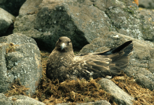 A brown skua sits on its nest