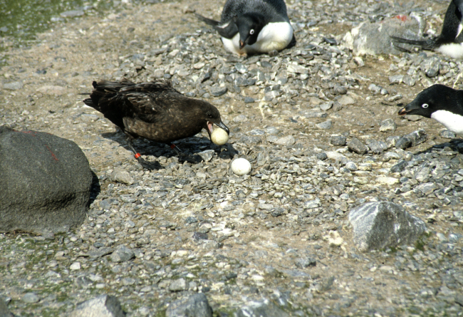 A tagged skua steals eggs from a nest as Adelie penguins look on indefense of their own nests
