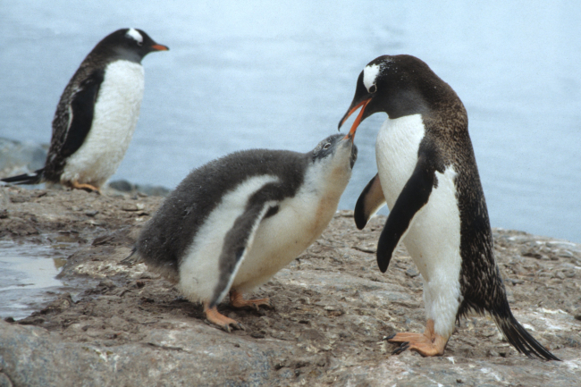 An adult gentoo penguin feeding its chick