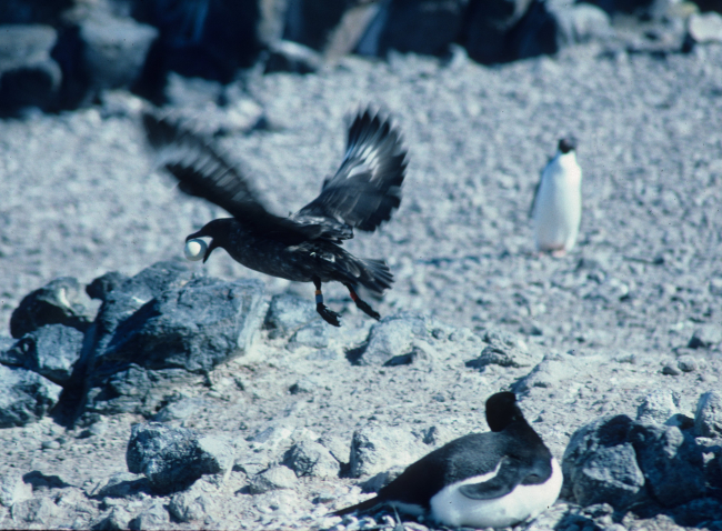 A skua flies away from an Adelie penguin colony with a stolen egg