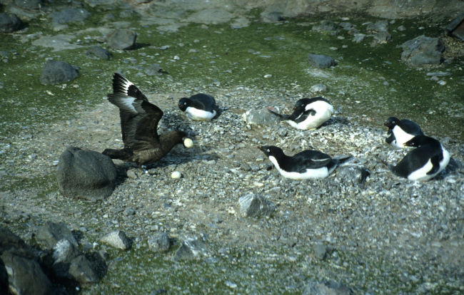 A skua steals an egg from an Adelie penguin nest as nearby Adelie penguinslook on in defense of their own nests